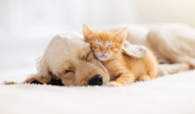 Cat and dog sleeping. Puppy and kitten sleep.