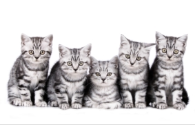 five british shorthair kitten sitting side by side