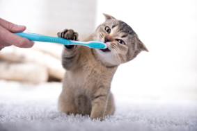 British,Kitten,And,A,Toothbrush.,The,Cat,Is,Brushing,His