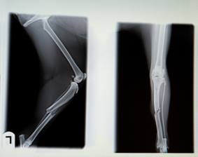 X-ray,From,Broken,Leg,Of,Dog,In,Negative