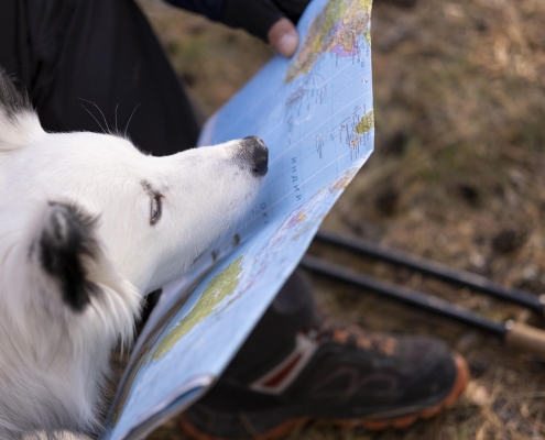 Dog travelling