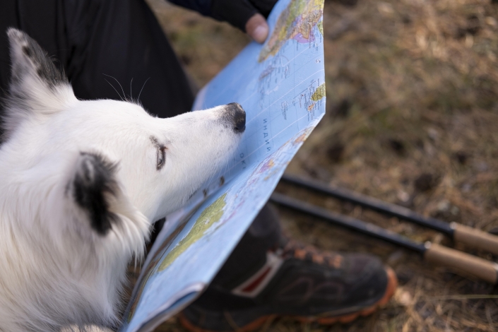 Dog travelling