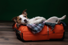 Dog,Travel.,Jack,Russell,Terrier,Is,Lying,And,Playing,In